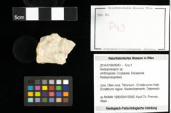 Foto (Objekt + Etiketten) von Nodoprosopon sp. 
